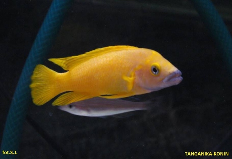 Neolamprologus leleupi 'Cape Tembwe'